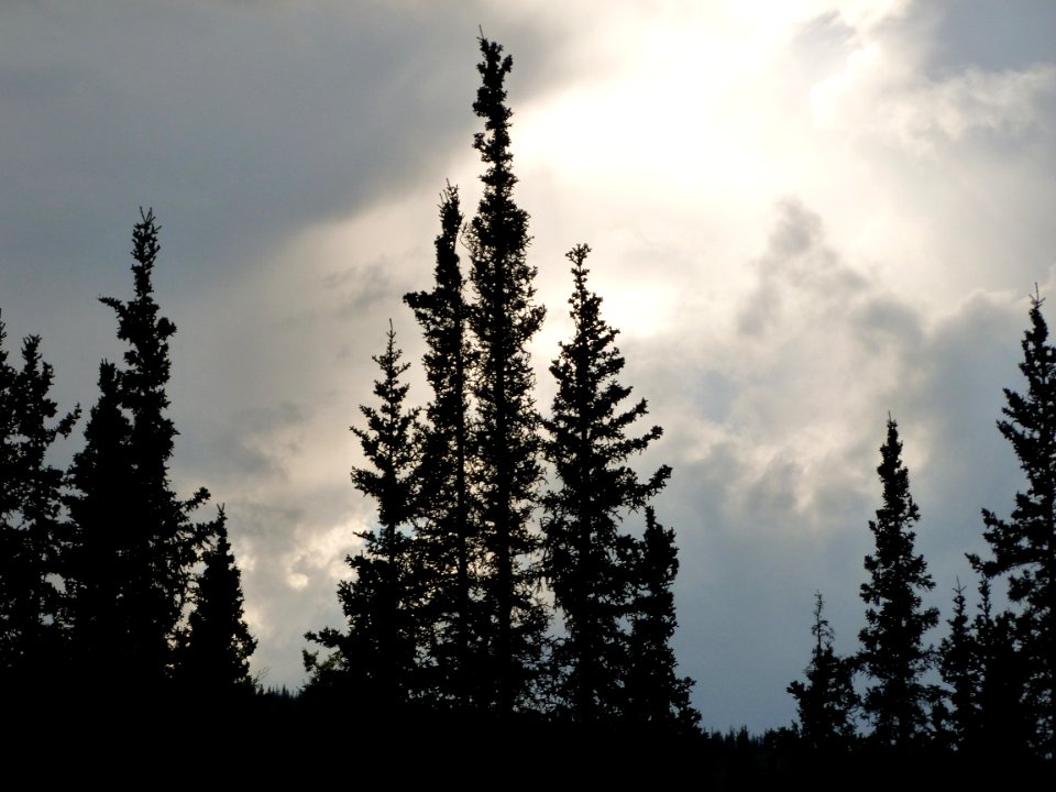 Denali National Park