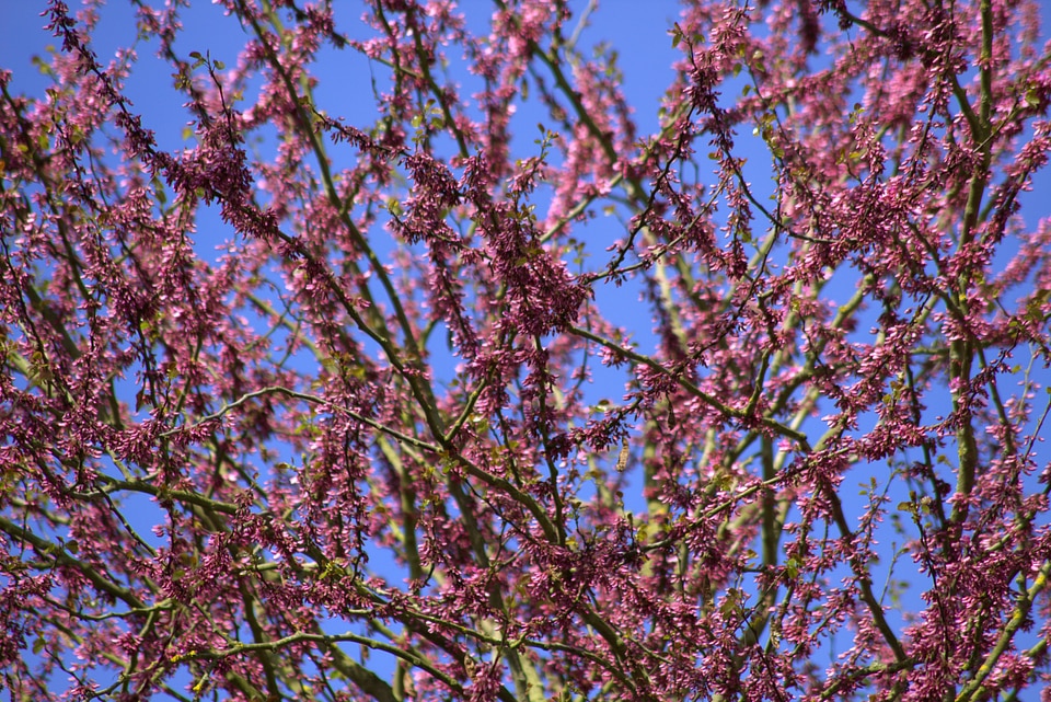 Flowers violet spring
