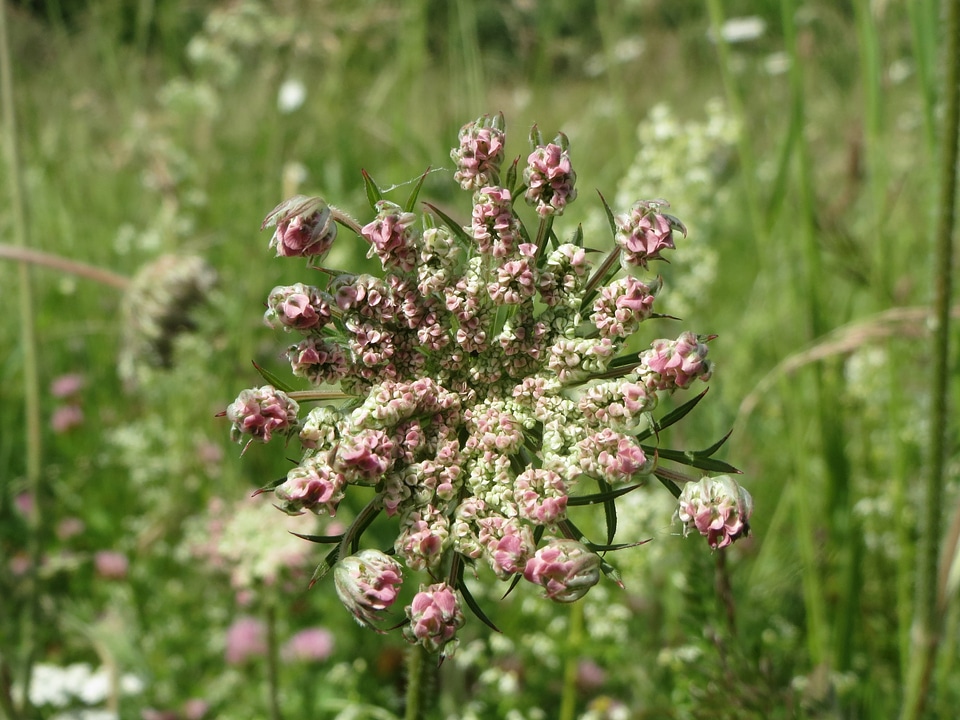Flora botany plant