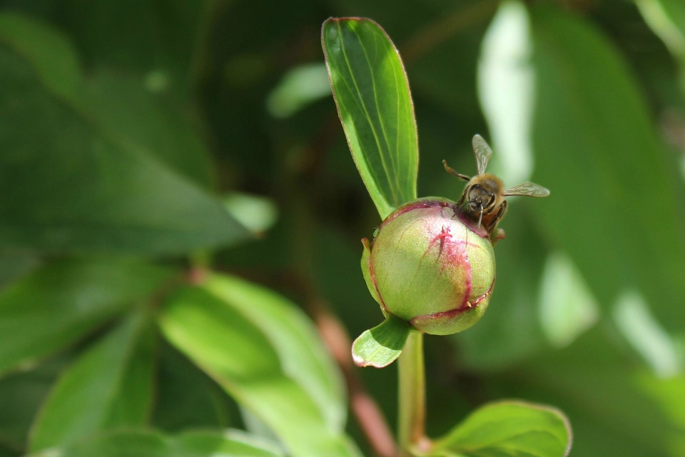Insect nature flower