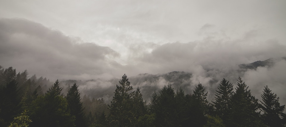 Landscape forest mist photo