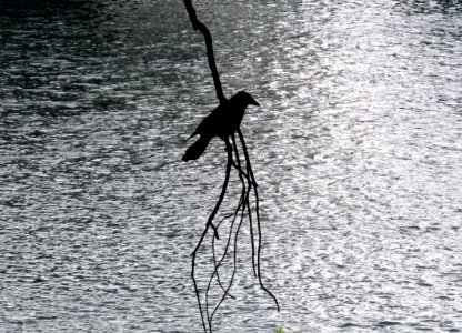 15. L' ATTESA DEL CORVO (di Aloi Tommaso)