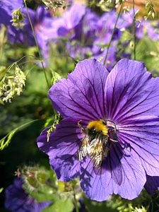 Blossom nectar pollinate