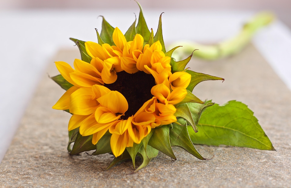 Bright yellow nature
