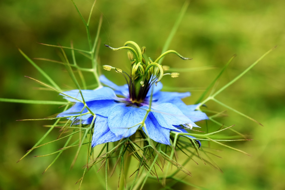 Nature garden plant