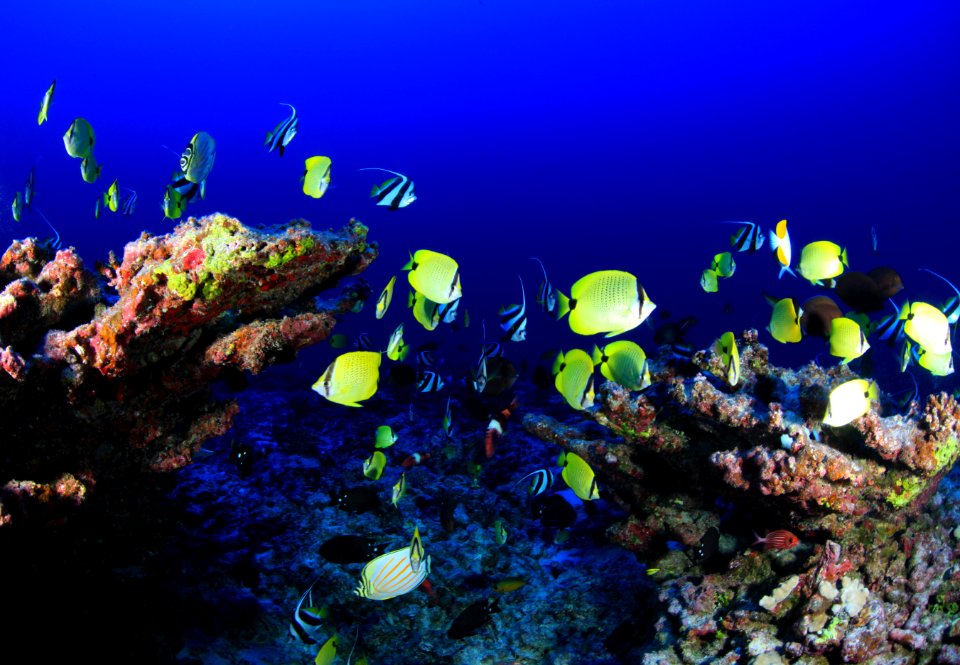 Fishes Coral Reef