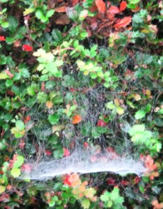 Bush Web Morn 01 photo