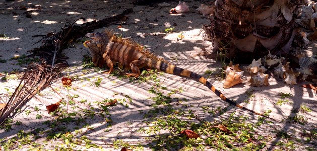 Imposing iguana photo