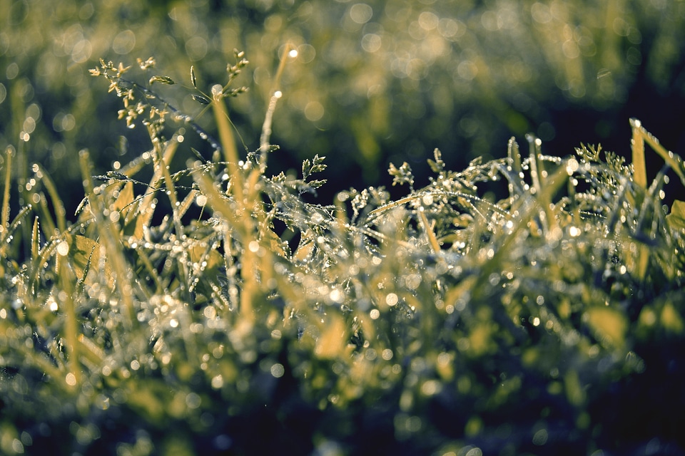Rain meadow drop of water