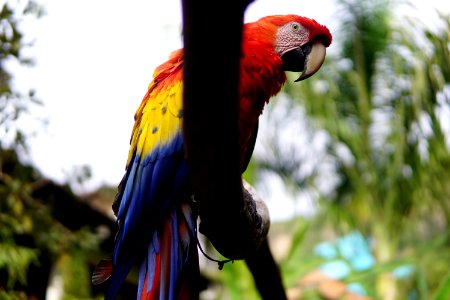 Posing parrot photo