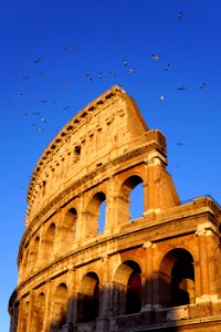 Birds around Collosseum photo