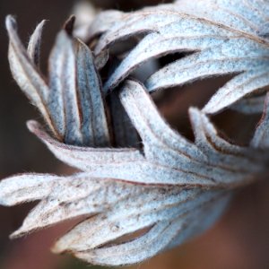 leaf embrace