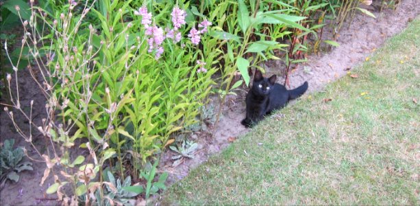 Bijou jardin 1