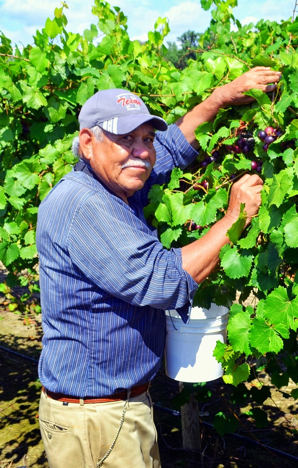 Muscadine farm worker grapes