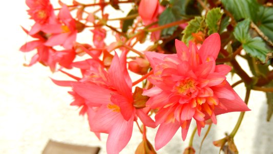 Pink and Yet Different