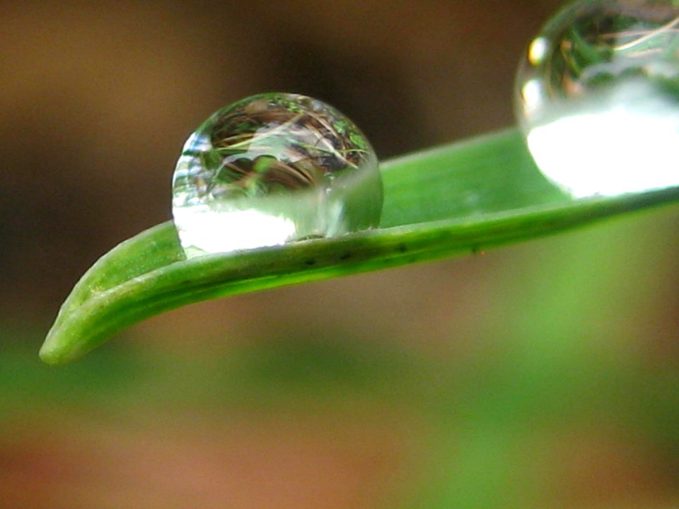 Water Bead
