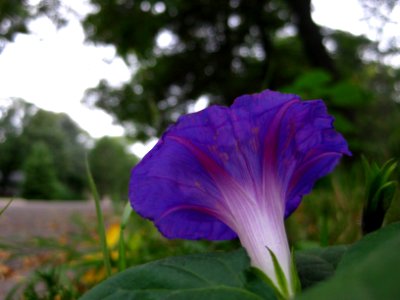 Morning Glory