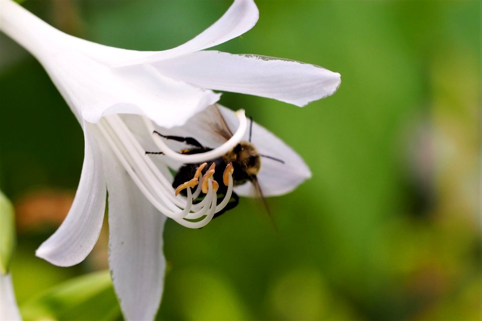 Hovering white flower