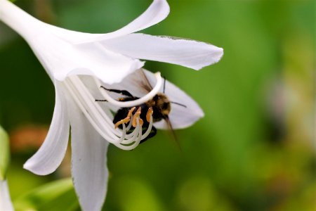 Hovering white flower