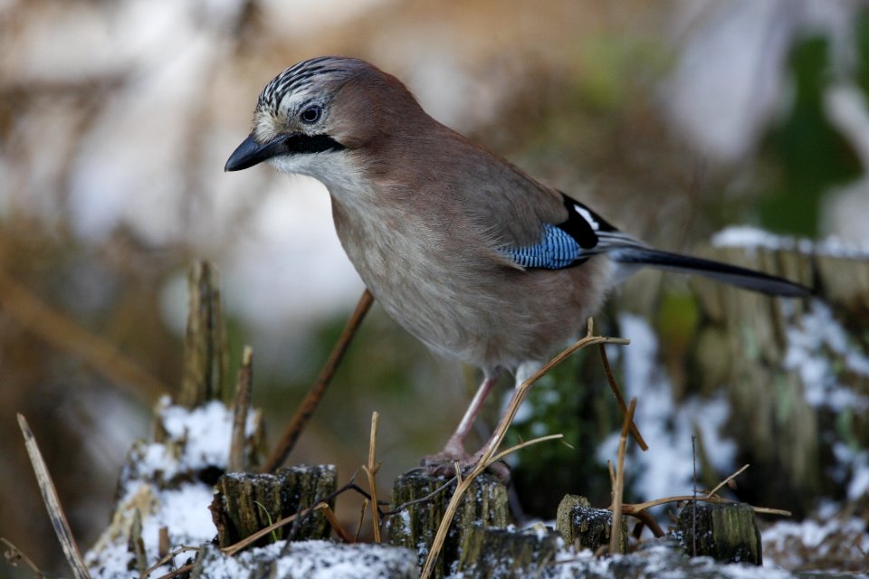 Jay on a tree stump