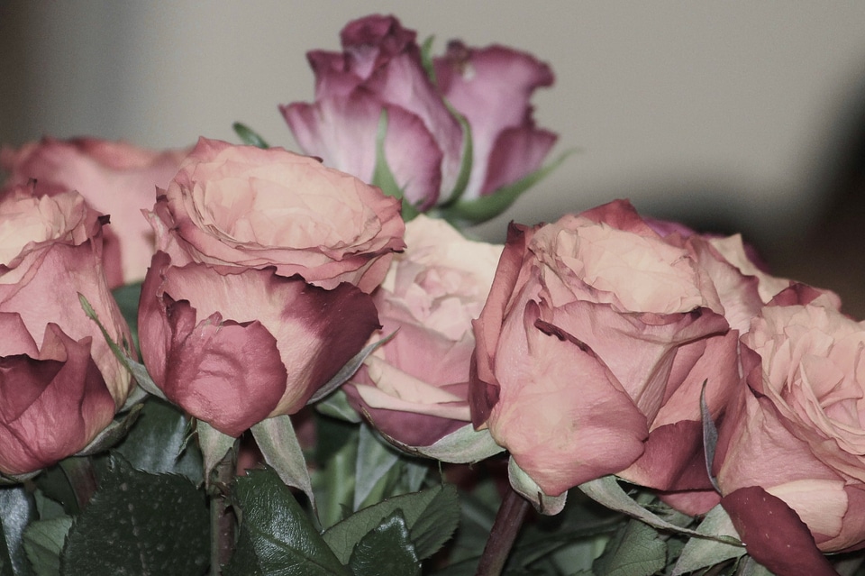 Roses pink bouquet
