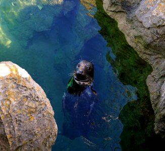 The curious seal