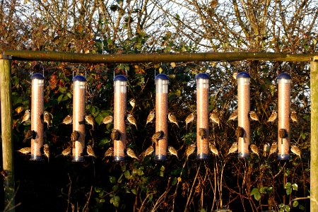 Feeders full of Tree Sparrows
