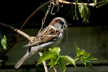 House Sparrow with nest materials