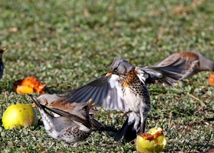 Two Fieldfares fighting