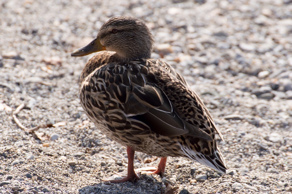 Water bird poultry duck bird