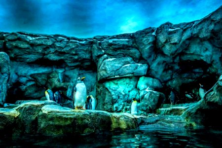 #Penguins #exhibit Calgary Zoo is so #cool 🐧 #calgaryzoo #zoo #yyc #calgary #wildlife #animals #imagesofcanada #calgarytourism #photography