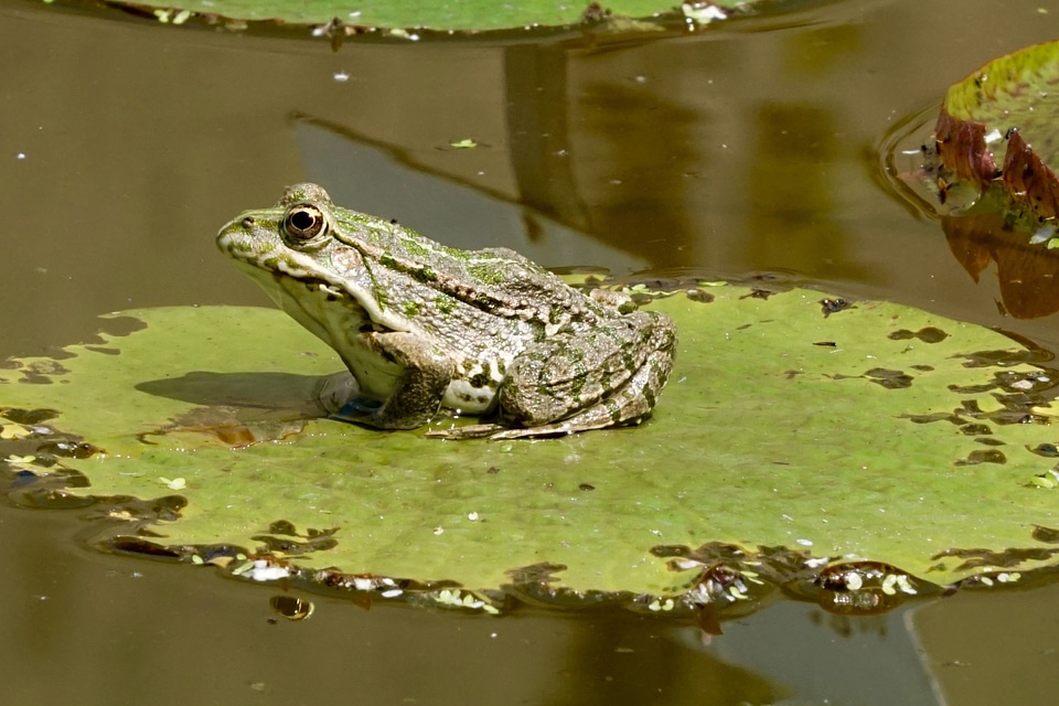 Nature lily pad frog