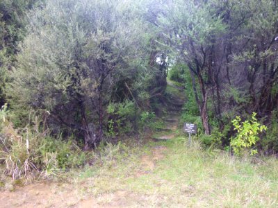 path leading to cabin