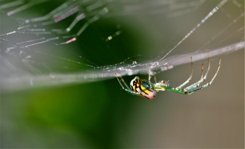 Spider on web green photo