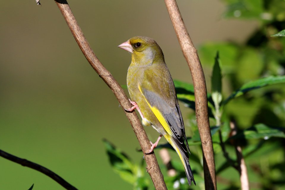 Greenfinch on a branch