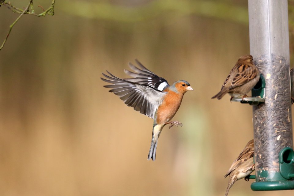 Male Chaffinch in flight