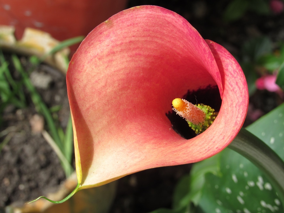 Flower calla nature