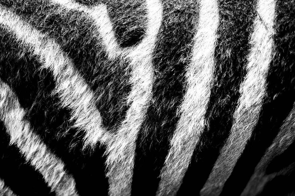 Black and white mammal horse