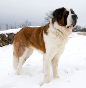 rey nieve