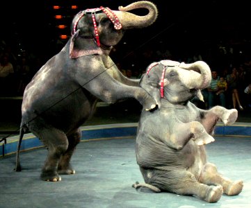 Circus Elephants