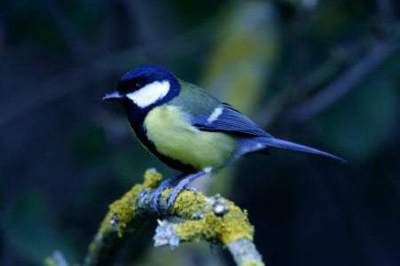Great Tit