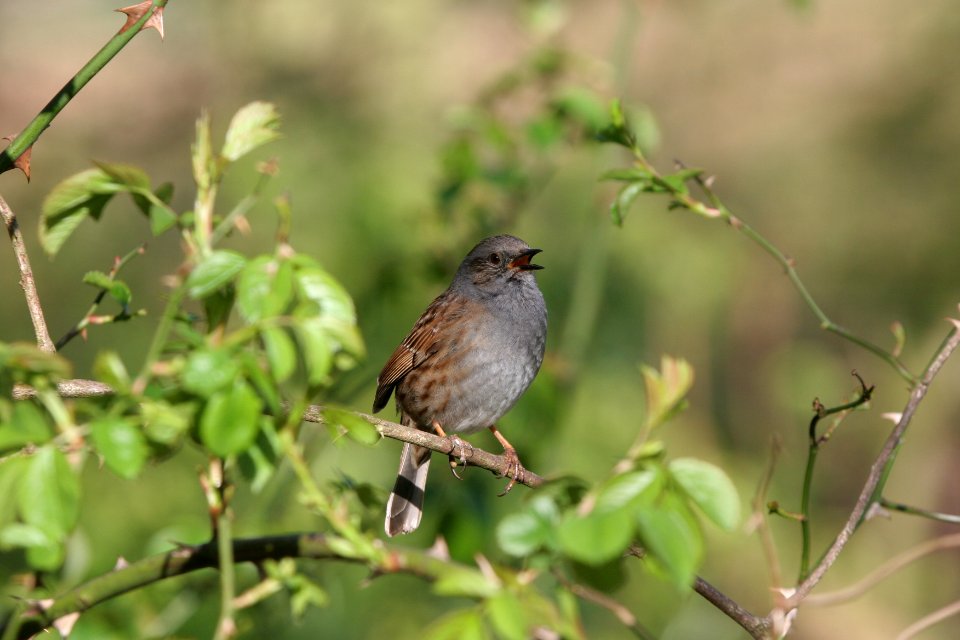 Dunnock on a branch