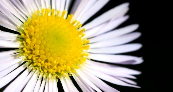 crown of flowers 2