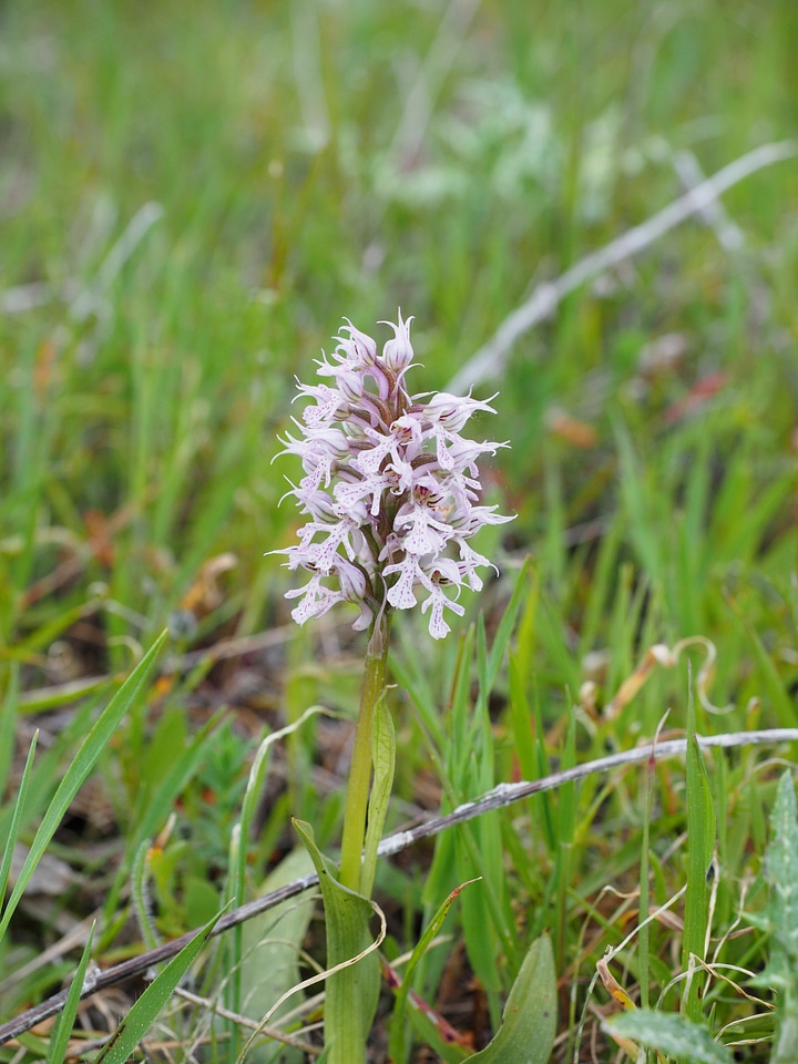 Bloom plant orchid