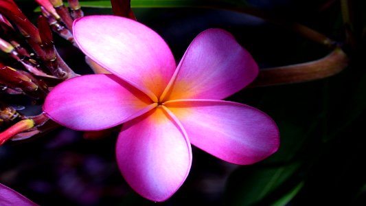 Cute Pink Plumeria Flowers