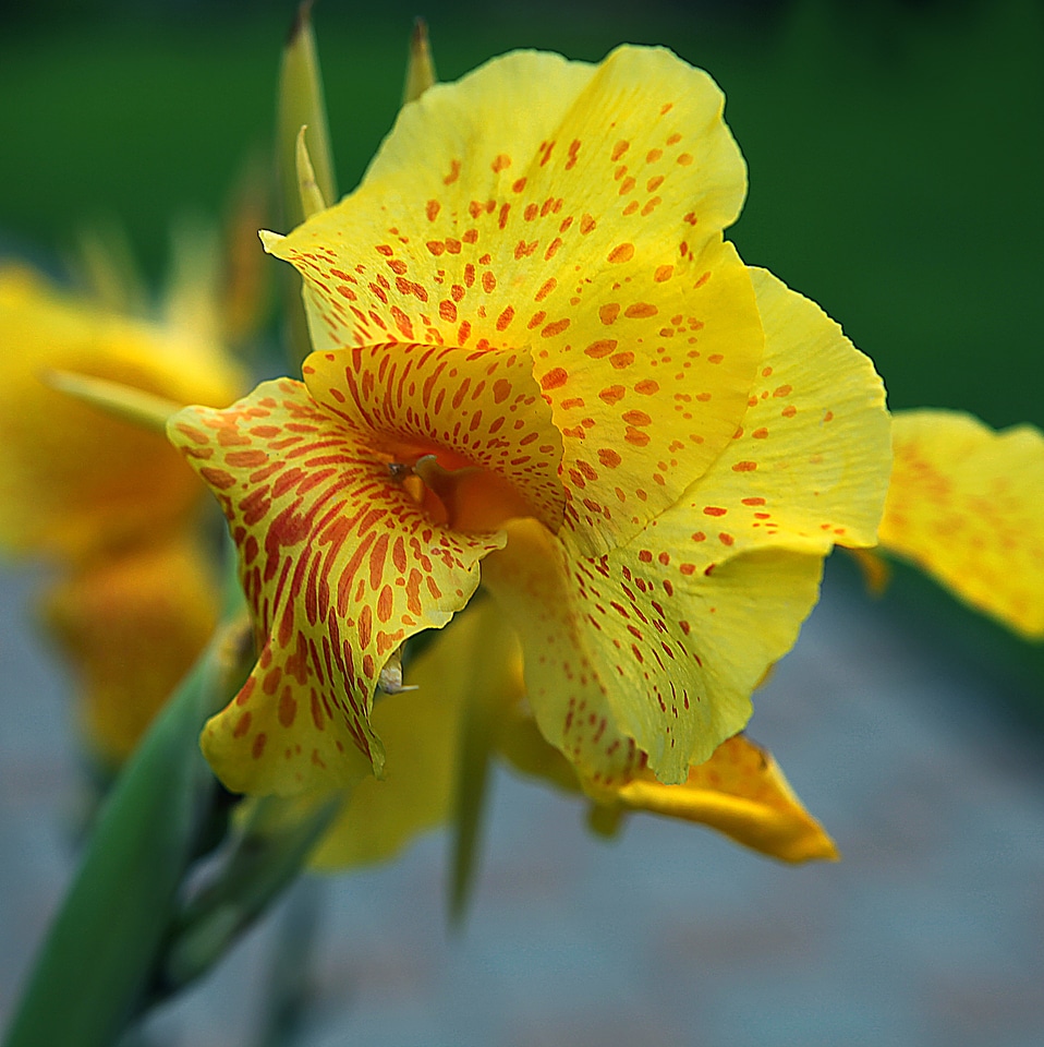 Flowering insolence closeup