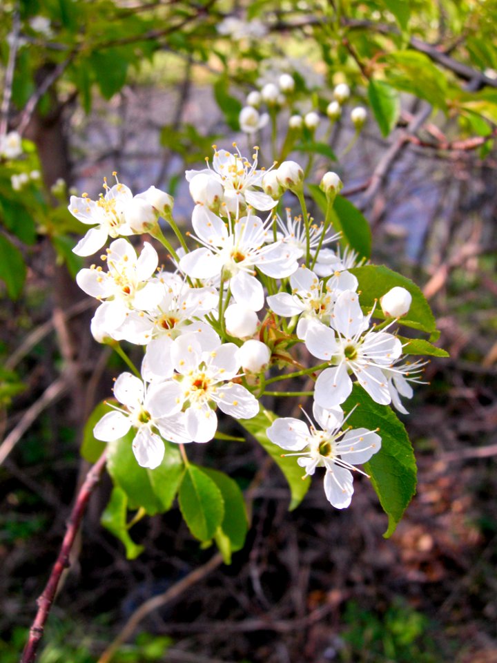 JacobowskiJ CableWayside WildPlum 20130528 vpp