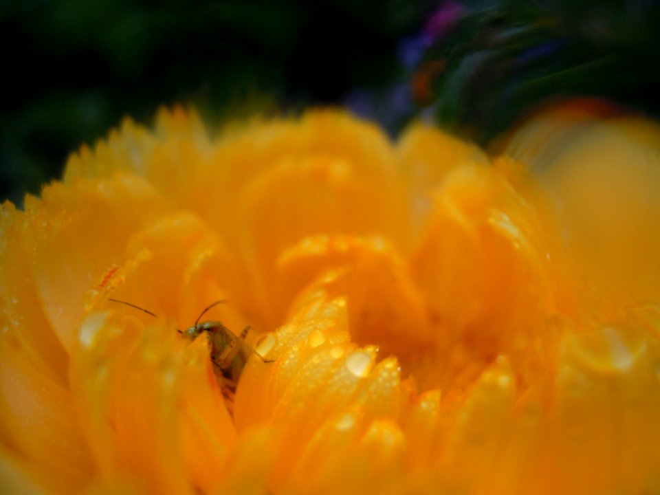 secret admirer calendula