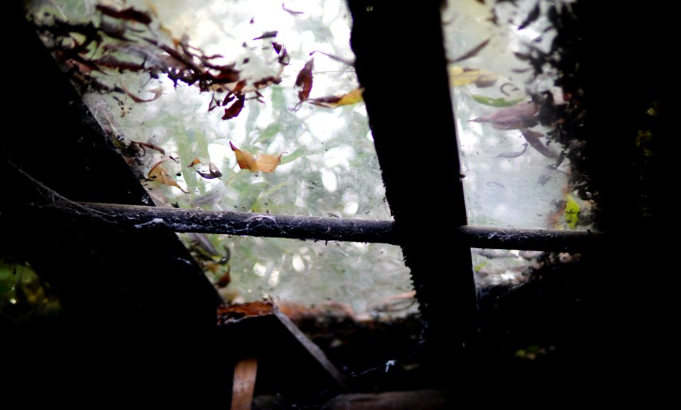 The shed under the trees