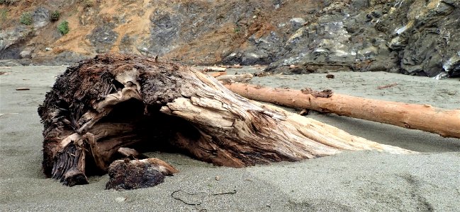 Logs on Beach Mendocino Coast